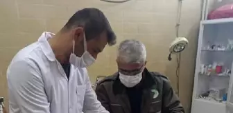 Araç çarpmasıyla beli kırılan Asya çakalına tedavi