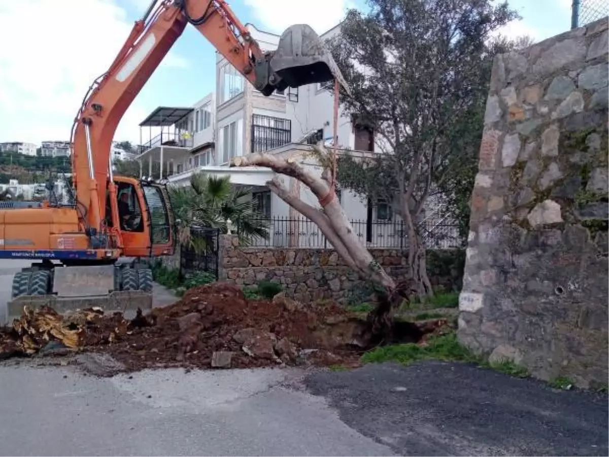 Bodrum'da kuvvetli fırtına ağaçları devirdi