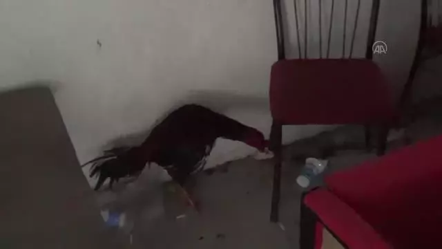 Horoz dövüştüren 27 kişiye 121 bin lira para cezası