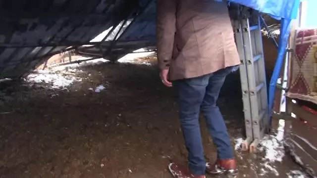 KAHRAMANMARAŞ - Kar yağışı nedeniyle bir ahırın çatısı çöktü, 5 hayvan telef oldu