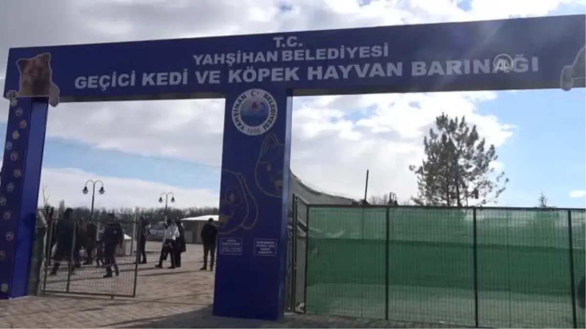 KIRIKKALE - Engelli, hamile ve yavru kediler için