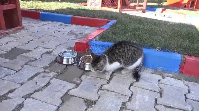 KIRIKKALE - Engelli, hamile ve yavru kediler için Kedi Köyü kuruldu