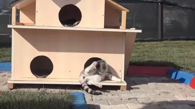 KIRIKKALE - Engelli, hamile ve yavru kediler için Kedi Köyü kuruldu