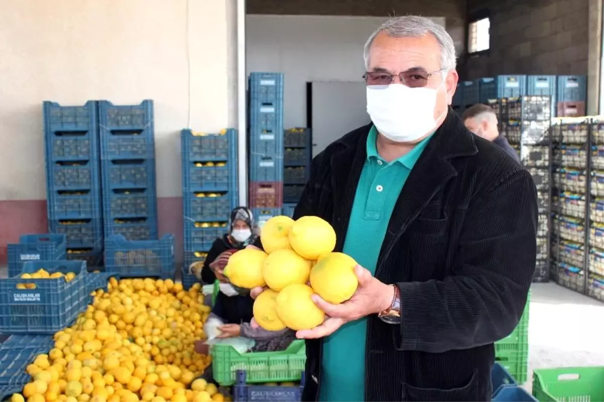 Limon hasadı sona erdi