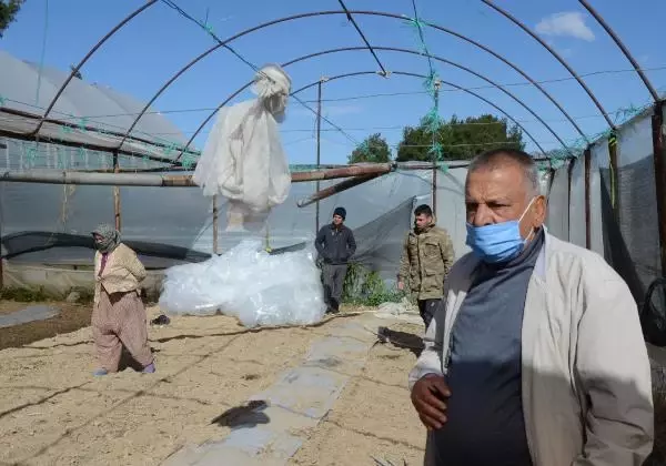 Şiddetli rüzgar tarım alanlarını vurdu