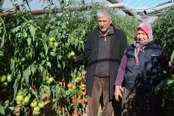Şiddetli rüzgar tarım alanlarını vurdu Şiddetli rüzgar tarım alanlarını vurdu