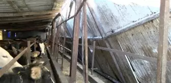 Tuzla'da ahırın çatısı çöktü çok sayıda hayvan kurtarıldı