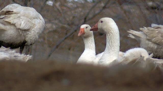 'Yapamazsın' dediler, kurduğu kaz çiftliğinde taleplere yetişemiyor