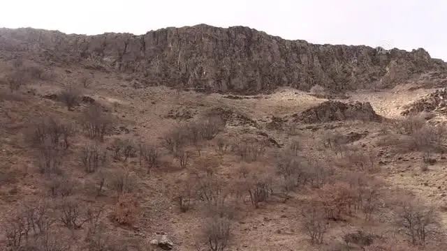 Son dakika haberi! Yukarı Oyumca Köyü'ndeki yaban keçisi ölümlerinin sebebi araştırılıyor Son dakika haberi! Yukarı Oyumca Köyü'ndeki yaban keçisi ölümlerinin sebebi araştırılıyor