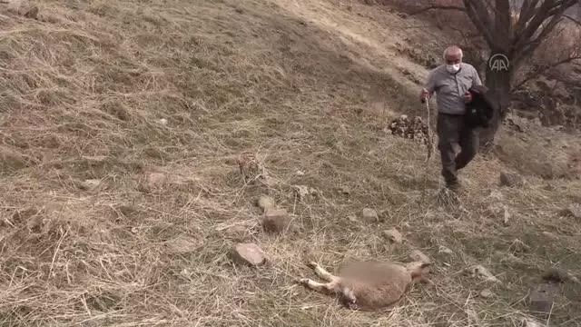 Son dakika haberi! Yukarı Oyumca Köyü'ndeki yaban keçisi ölümlerinin sebebi araştırılıyor Son dakika haberi! Yukarı Oyumca Köyü'ndeki yaban keçisi ölümlerinin sebebi araştırılıyor