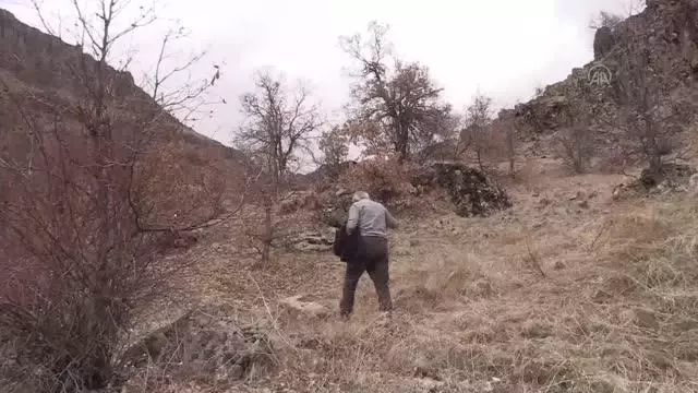 Son dakika haberi! Yukarı Oyumca Köyü'ndeki yaban keçisi ölümlerinin sebebi araştırılıyor Son dakika haberi! Yukarı Oyumca Köyü'ndeki yaban keçisi ölümlerinin sebebi araştırılıyor