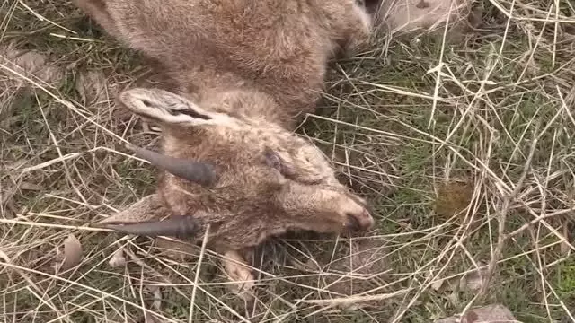 Son dakika haberi! Yukarı Oyumca Köyü'ndeki yaban keçisi ölümlerinin sebebi araştırılıyor Son dakika haberi! Yukarı Oyumca Köyü'ndeki yaban keçisi ölümlerinin sebebi araştırılıyor