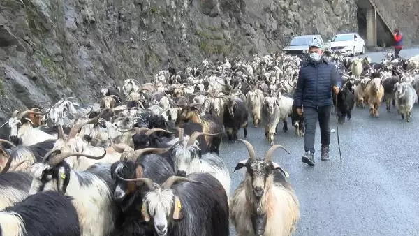 Ahırdan kaçıp karayoluna çıkan keçi sürüsüne hafif ticari araç çarptı; 25 keçi telef oldu Ahırdan kaçıp karayoluna çıkan keçi sürüsüne hafif ticari araç çarptı; 25 keçi telef oldu