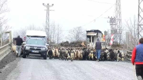 Ahırdan kaçıp karayoluna çıkan keçi sürüsüne hafif ticari araç çarptı; 25 keçi telef oldu Ahırdan kaçıp karayoluna çıkan keçi sürüsüne hafif ticari araç çarptı; 25 keçi telef oldu