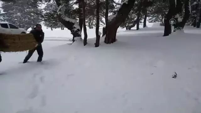 Aladağ Yaylası'nda bir metre karda yaşam mücadelesi veren yabani hayvanlara yem bırakıldı Aladağ Yaylası'nda bir metre karda yaşam mücadelesi veren yabani hayvanlara yem bırakıldı