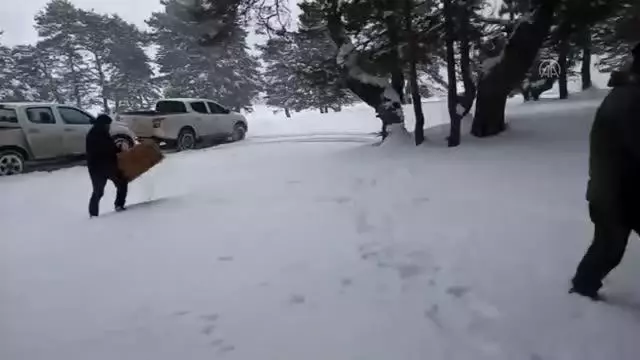 Aladağ Yaylası'nda bir metre karda yaşam mücadelesi veren yabani hayvanlara yem bırakıldı Aladağ Yaylası'nda bir metre karda yaşam mücadelesi veren yabani hayvanlara yem bırakıldı