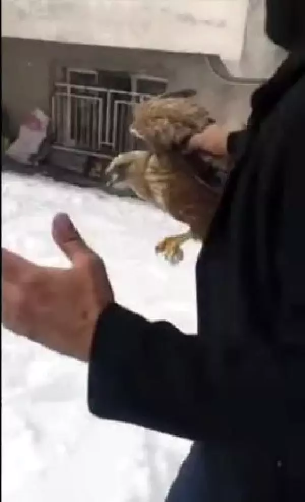 Bitkin halde bulduğu şahini besleyip doğaya saldı Bitkin halde bulduğu şahini besleyip doğaya saldı