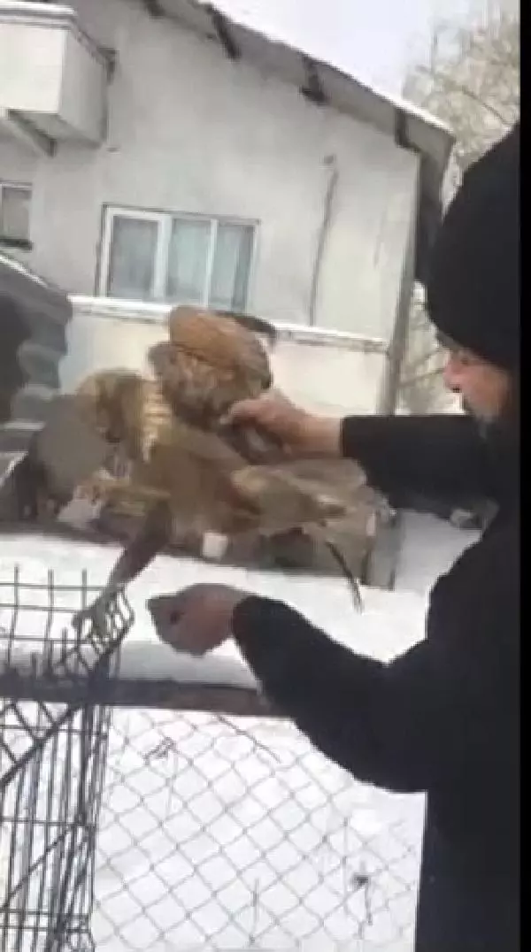 Bitkin halde bulduğu şahini besleyip doğaya saldı Bitkin halde bulduğu şahini besleyip doğaya saldı