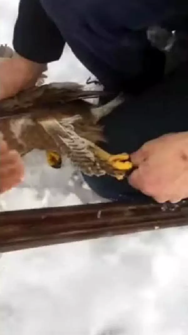 Bitkin halde bulduğu şahini besleyip doğaya saldı Bitkin halde bulduğu şahini besleyip doğaya saldı
