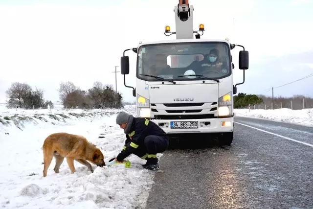 Hem arıza gideriyorlar hem aç kalan sokak hayvanlarını besliyorlar Hem arıza gideriyorlar hem aç kalan sokak hayvanlarını besliyorlar