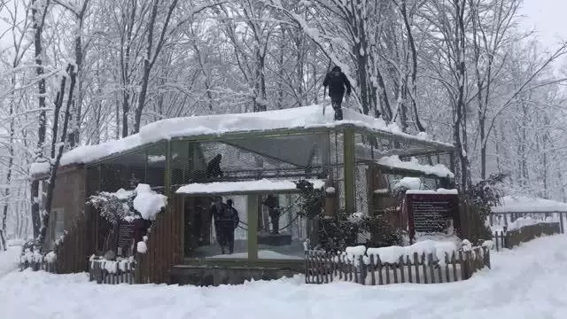 kar ormanya ziyaretcileri icin eglence ye don 2 13936030 o