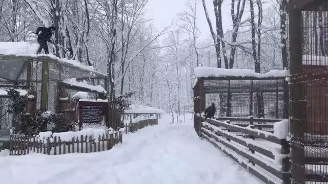 kar ormanya ziyaretcileri icin eglence ye don 4 13936030 o