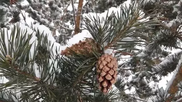 Doğu Anadolu'da kar yağışı ve soğuk hava etkili oluyor Doğu Anadolu'da kar yağışı ve soğuk hava etkili oluyor