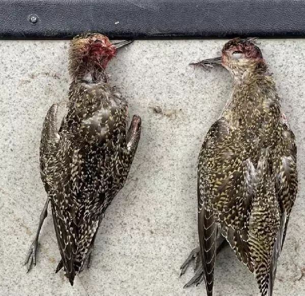 Koruma altındaki kuşu vuranlara ceza Koruma altındaki kuşu vuranlara ceza