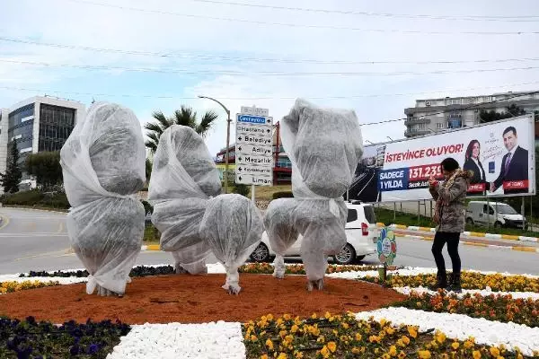 Kuşadası'nda ağaçlar, soğuktan elyafla kaplanarak korunuyor Kuşadası'nda ağaçlar, soğuktan elyafla kaplanarak korunuyor