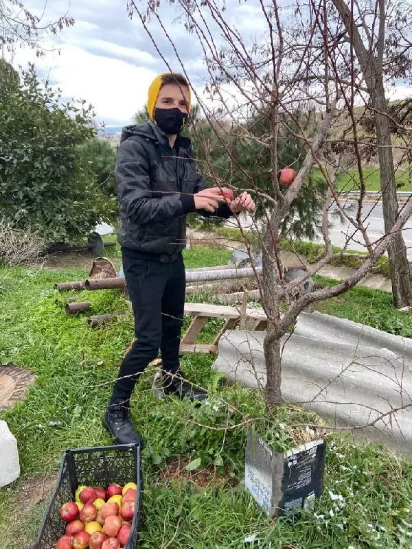 Kuşlar için 20 kilogram elmayı ağaçlara astılar Kuşlar için 20 kilogram elmayı ağaçlara astılar
