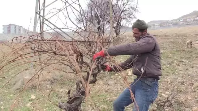 Mevsim normallerinin üzerindeki sıcaklık nedeniyle üzüm bağları erken budandı Mevsim normallerinin üzerindeki sıcaklık nedeniyle üzüm bağları erken budandı