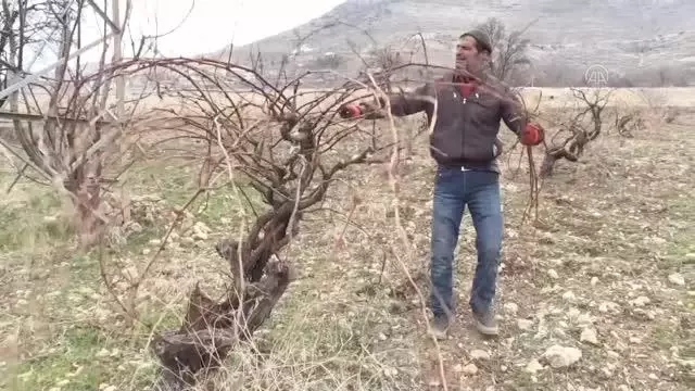 Mevsim normallerinin üzerindeki sıcaklık nedeniyle üzüm bağları erken budandı Mevsim normallerinin üzerindeki sıcaklık nedeniyle üzüm bağları erken budandı