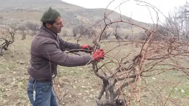 Mevsim normallerinin üzerindeki sıcaklık nedeniyle üzüm bağları erken budandı Mevsim normallerinin üzerindeki sıcaklık nedeniyle üzüm bağları erken budandı