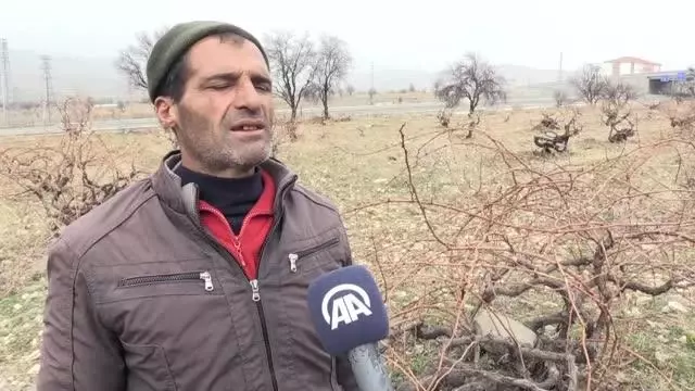 Mevsim normallerinin üzerindeki sıcaklık nedeniyle üzüm bağları erken budandı Mevsim normallerinin üzerindeki sıcaklık nedeniyle üzüm bağları erken budandı