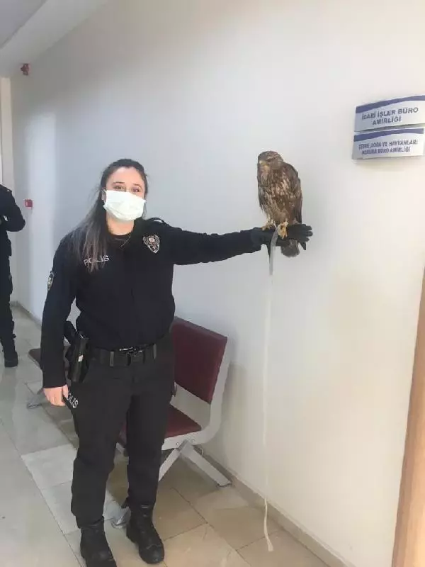 Polislerin bulduğu yaralı doğan, tedaviye alındı Polislerin bulduğu yaralı doğan, tedaviye alındı