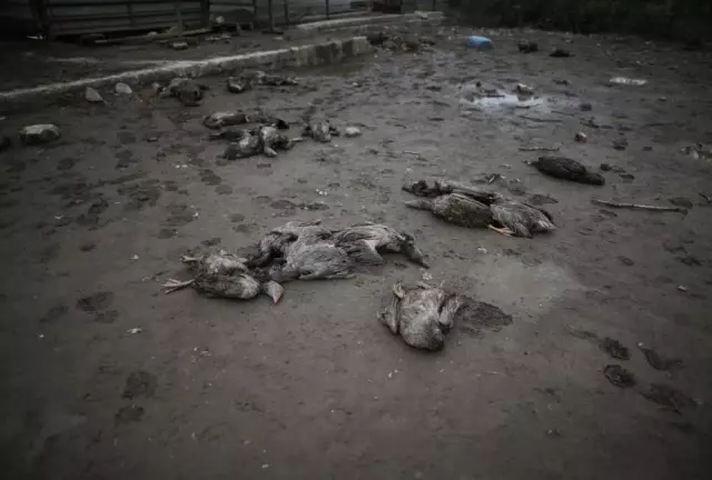 Aç kalan sokak köpekleri 280 damızlık kazı telef etti Aç kalan sokak köpekleri 280 damızlık kazı telef etti