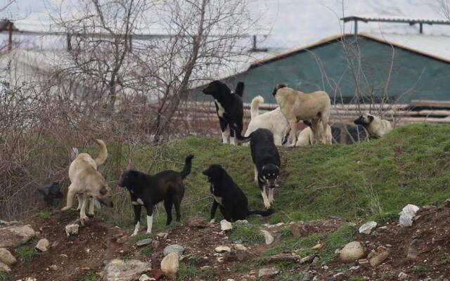 Aç kalan sokak köpekleri 280 damızlık kazı telef etti Aç kalan sokak köpekleri 280 damızlık kazı telef etti