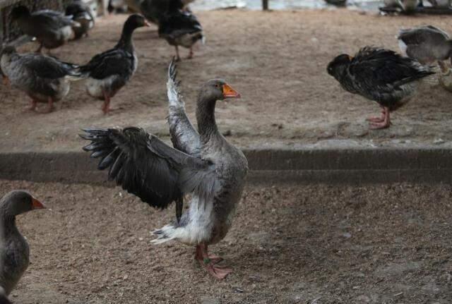 Aç kalan sokak köpekleri 280 damızlık kazı telef etti Aç kalan sokak köpekleri 280 damızlık kazı telef etti