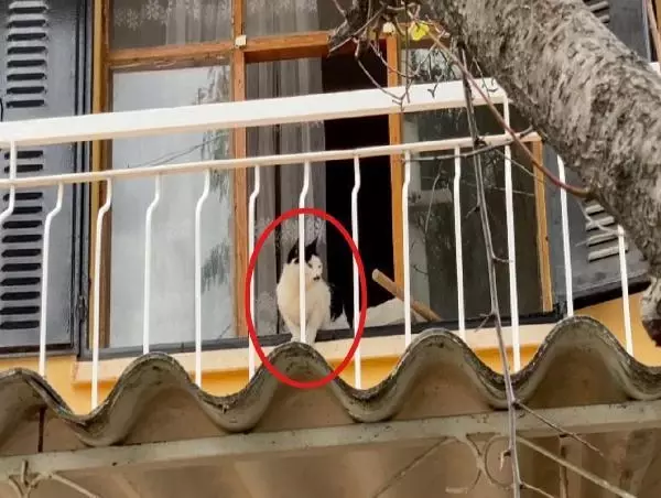 Son dakika! Boş evde mahsur kalan kedi için kurtarma operasyonu Son dakika! Boş evde mahsur kalan kedi için kurtarma operasyonu