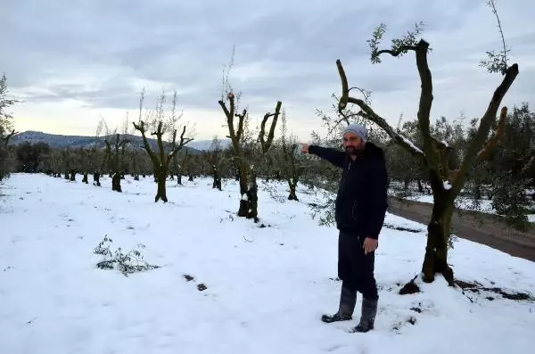 Bursa'da 'yalancı bahara' aldanan zeytin ağaçları, don nedeniyle yandı Bursa'da 'yalancı bahara' aldanan zeytin ağaçları, don nedeniyle yandı