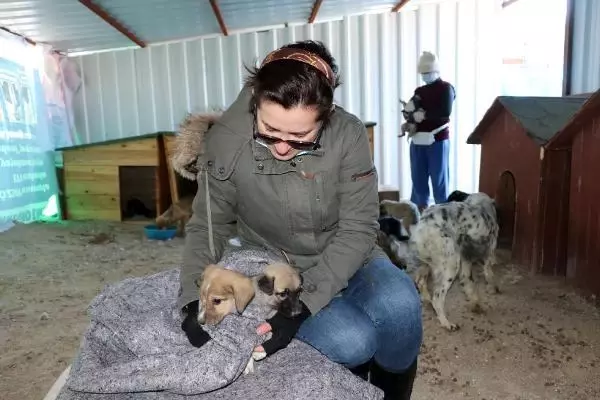 'Can Evi'ndeki sokak köpeklerini, soğuktan battaniyeye sararak koruyorlar 'Can Evi'ndeki sokak köpeklerini, soğuktan battaniyeye sararak koruyorlar