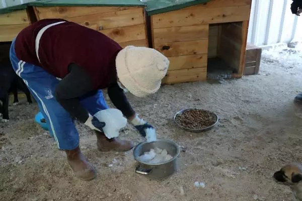 'Can Evi'ndeki sokak köpeklerini, soğuktan battaniyeye sararak koruyorlar 'Can Evi'ndeki sokak köpeklerini, soğuktan battaniyeye sararak koruyorlar