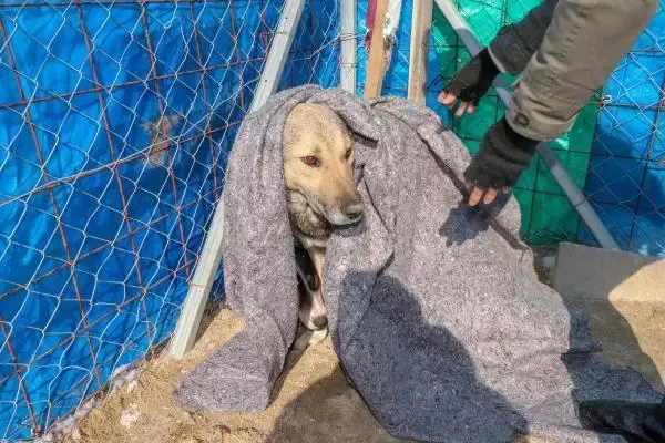 'Can Evi'ndeki sokak köpeklerini, soğuktan battaniyeye sararak koruyorlar 'Can Evi'ndeki sokak köpeklerini, soğuktan battaniyeye sararak koruyorlar