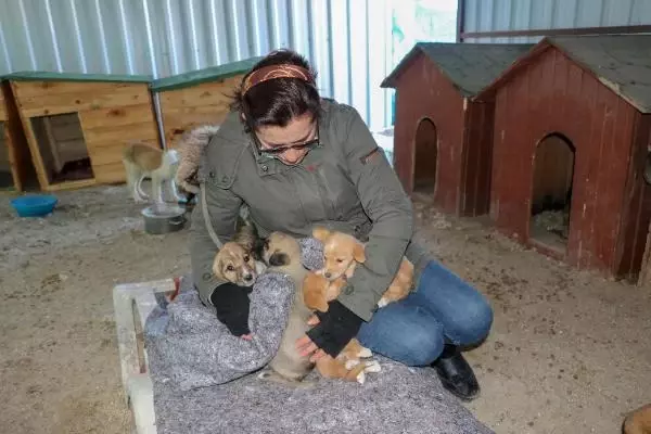 'Can Evi'ndeki sokak köpeklerini, soğuktan battaniyeye sararak koruyorlar 'Can Evi'ndeki sokak köpeklerini, soğuktan battaniyeye sararak koruyorlar