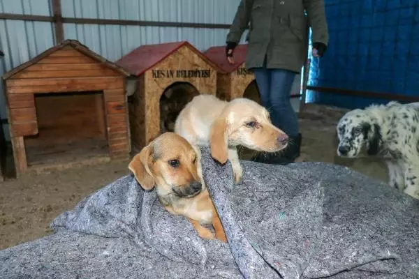 'Can Evi'ndeki sokak köpeklerini, soğuktan battaniyeye sararak koruyorlar 'Can Evi'ndeki sokak köpeklerini, soğuktan battaniyeye sararak koruyorlar