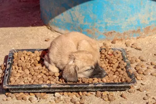 'Can Evi'ndeki sokak köpeklerini, soğuktan battaniyeye sararak koruyorlar 'Can Evi'ndeki sokak köpeklerini, soğuktan battaniyeye sararak koruyorlar
