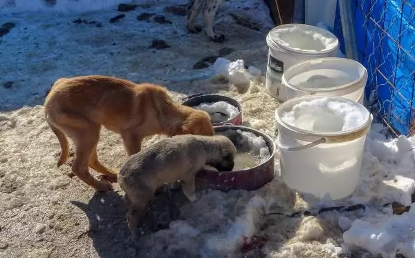 'Can Evi'ndeki sokak köpeklerini, soğuktan battaniyeye sararak koruyorlar 'Can Evi'ndeki sokak köpeklerini, soğuktan battaniyeye sararak koruyorlar