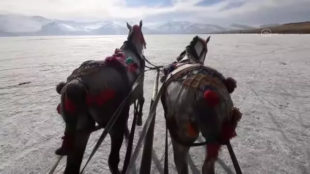 Çıldır'ın atlı kızaklarının masalsı gezintisinin sırrı: Çivili nal Çıldır'ın atlı kızaklarının masalsı gezintisinin sırrı: Çivili nal