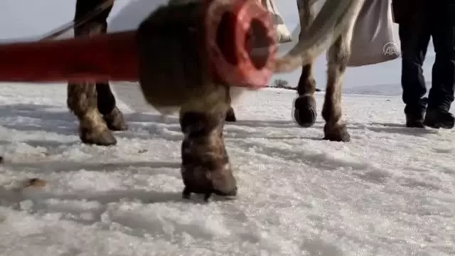 Çıldır'ın atlı kızaklarının masalsı gezintisinin sırrı: Çivili nal Çıldır'ın atlı kızaklarının masalsı gezintisinin sırrı: Çivili nal