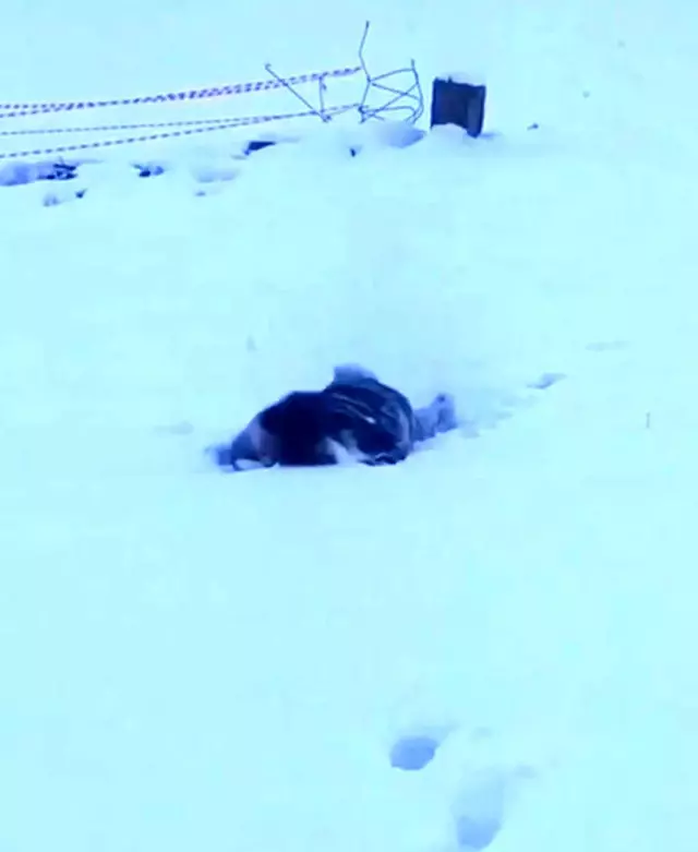 Eksi 5 derece soğukta karın içine balıklama atladı Eksi 5 derece soğukta karın içine balıklama atladı